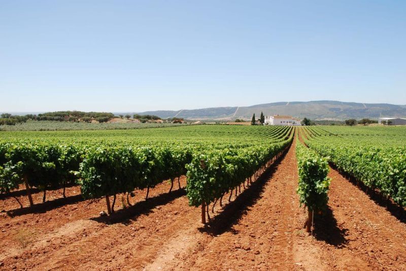 Portuguese Wine - Portugal's Wine Region