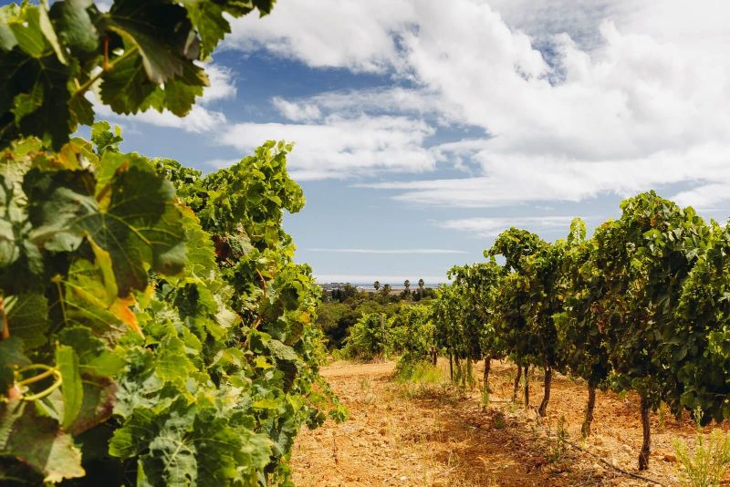 Portuguese Wine - Portugal's Wine Region