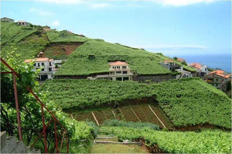 Portuguese Wine - Portugal's Wine Region