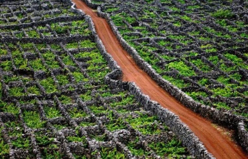 Portuguese Wine - Portugal's Wine Region