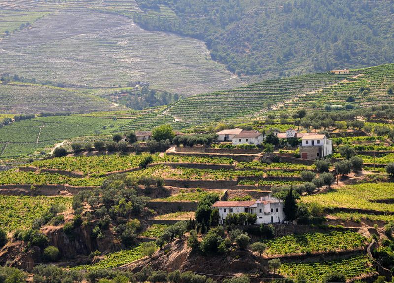 Portuguese Wine - Portugal's Wine Region