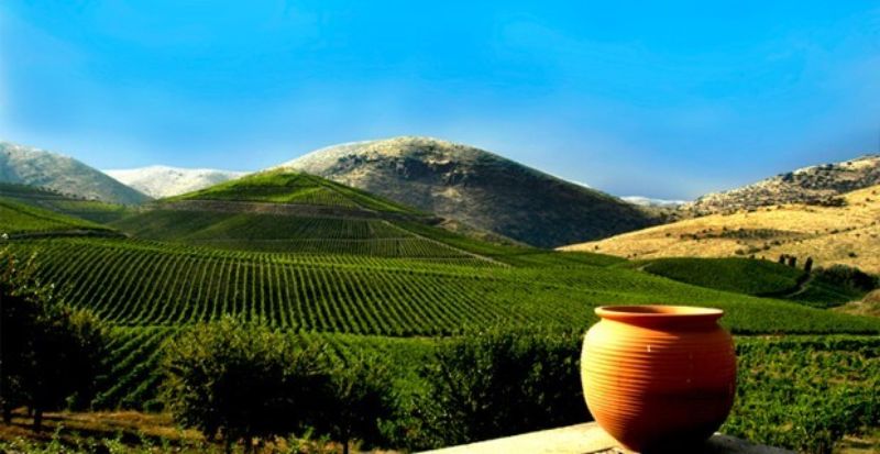 Portuguese Wine - Portugal's Wine Region