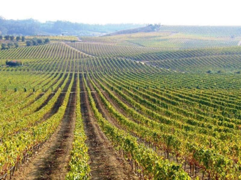 Portuguese Wine - Portugal's Wine Region