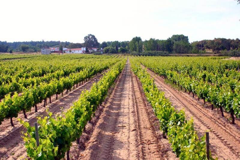 Portuguese Wine - Portugal's Wine Region