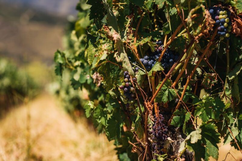 Vinificação e o Processo de Produção do Vinho