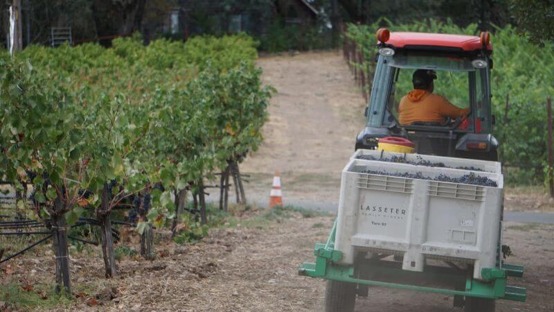 Vinificação e o Processo de Produção do Vinho